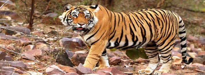 1140/Deccan Odyssey - Mumbai 029.jpg